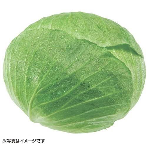 キャベツ 1玉