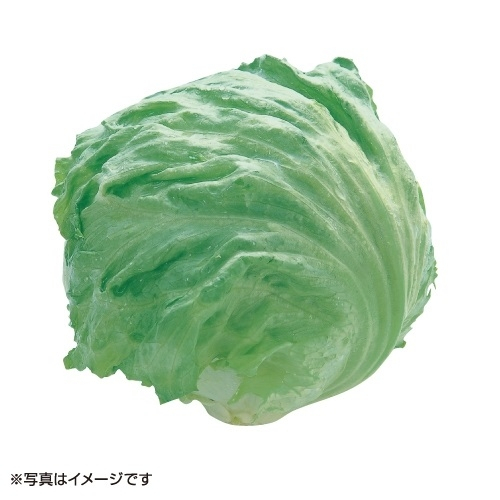 レタス 1玉