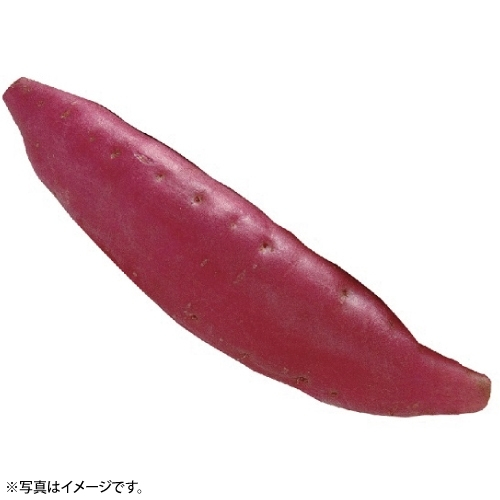 さつまいも　 1本
